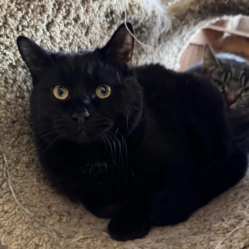 Pepper Manor thumbnail 2