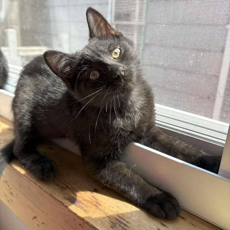 Pepper Manor thumbnail 3