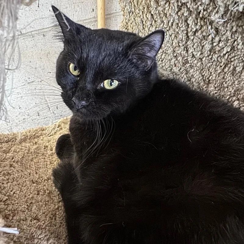 Pepper Manor thumbnail 4