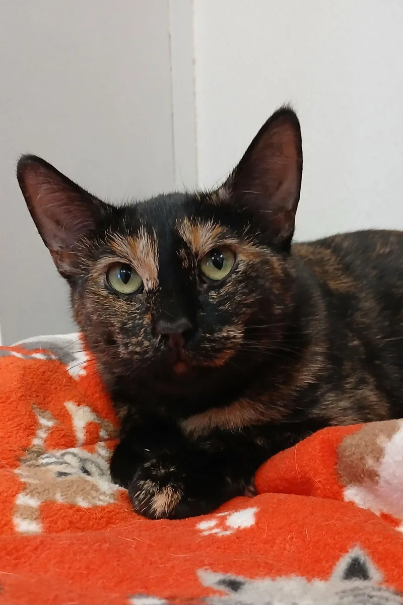 Calacatta thumbnail 2