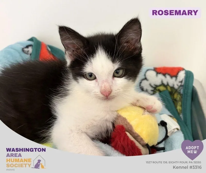 A baby small-sized female Black & White / Tuxedo Domestic Short Hair cat named Rosemary for adoption in Eighty Four, PA