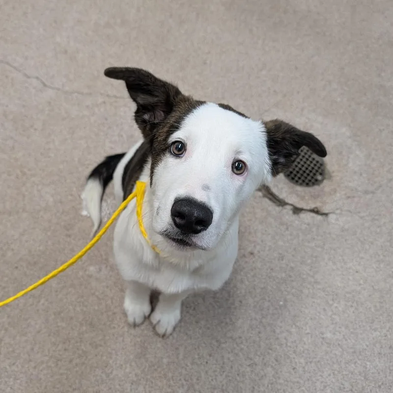 A baby medium-sized male White / Cream Mixed Breed dog named Grover for adoption in Ardmore, OK