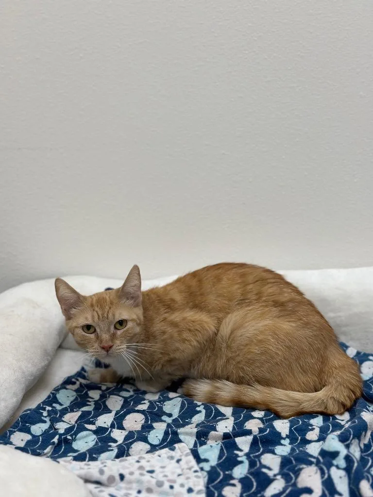 An adult medium-sized female Tabby cat named Bonita for adoption in Newberg, OR