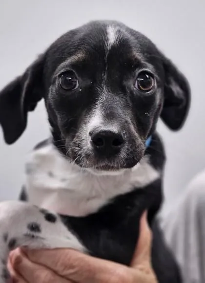 A baby small-sized female Mixed Breed dog named Mazie for adoption in West Chester, PA