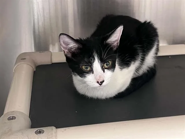 A baby small-sized female Domestic Short Hair cat named Jazzy for adoption in Tustin, CA