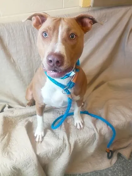 A young large-sized male Pit Bull Terrier dog named Jax for adoption in Westland, MI