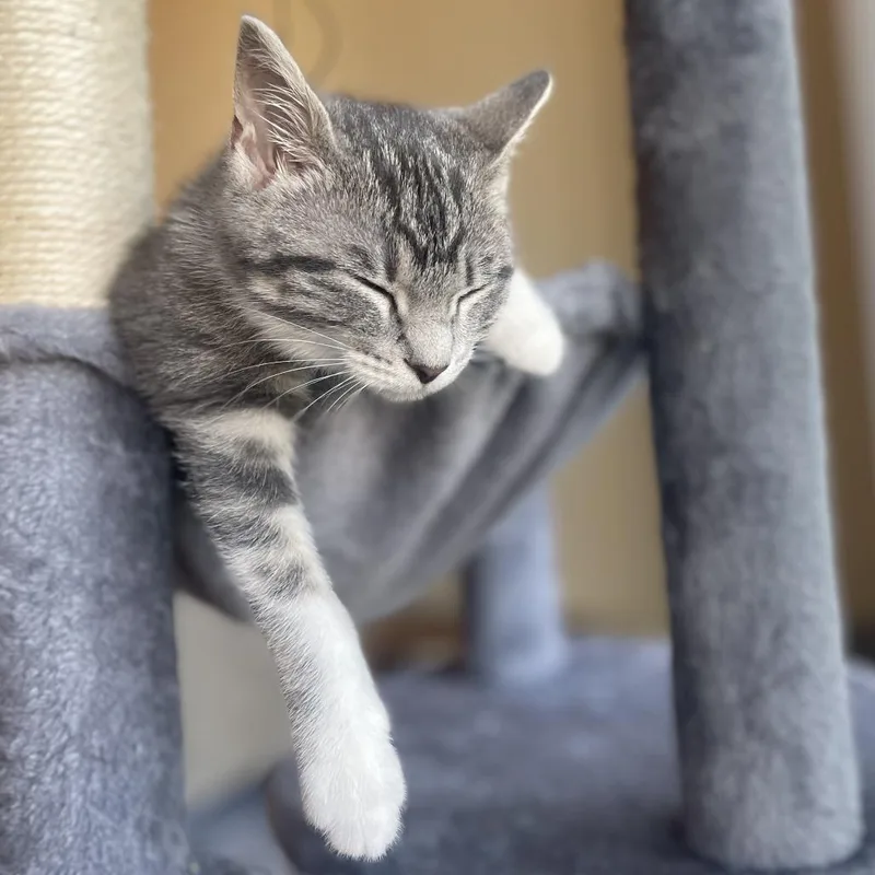 Pip
