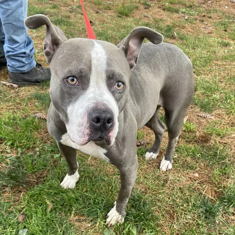 An adult medium-sized female Gray / Blue / Silver Mixed Breed dog named Avery for adoption in Allentown, PA