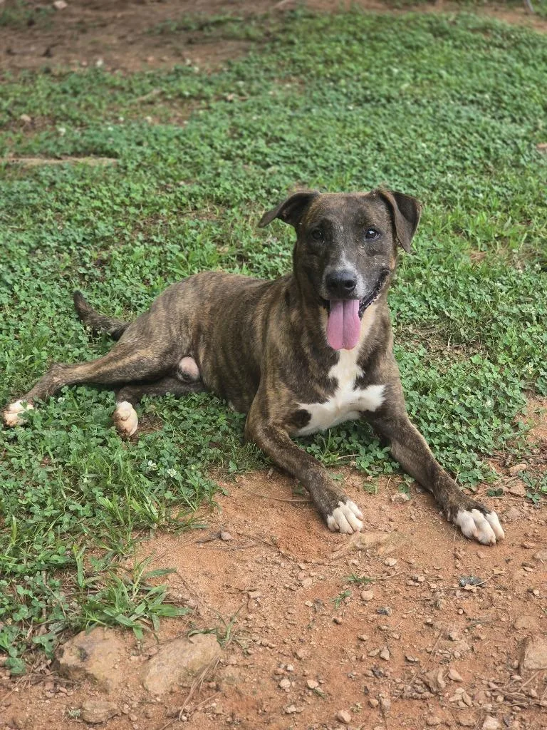 An adult medium-sized male Labrador Retriever dog named Jerry for adoption in Danielsville, GA