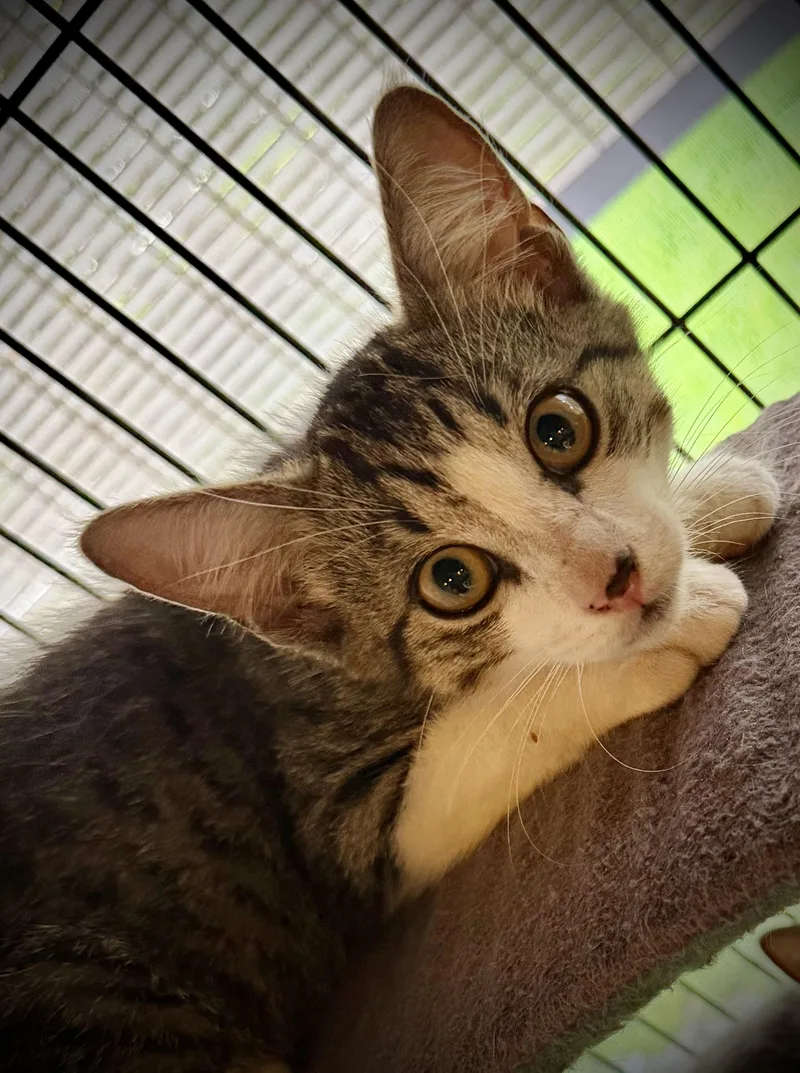 A baby medium-sized male Tabby (Brown / Chocolate) Tabby cat named Pip And Pony for adoption in Homestead, FL