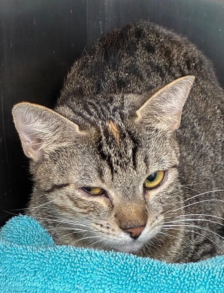 A baby medium-sized female Domestic Short Hair cat named Marbles for adoption in Hartsville, SC