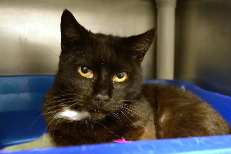 Penelope thumbnail 2