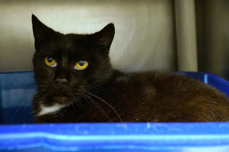 Penelope thumbnail 3