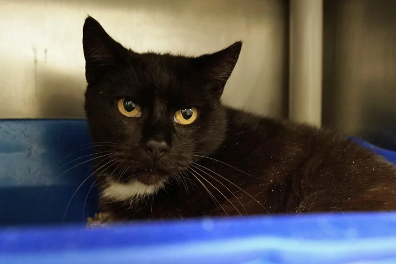 Penelope thumbnail 4