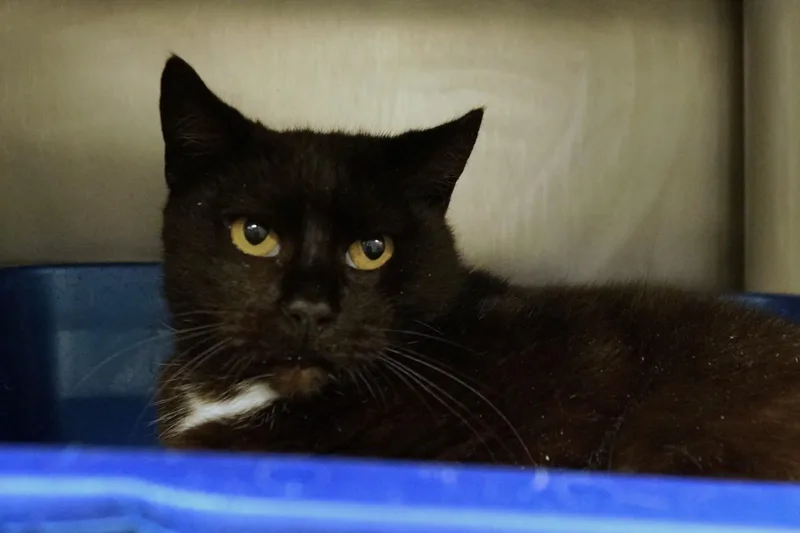 Penelope thumbnail 5