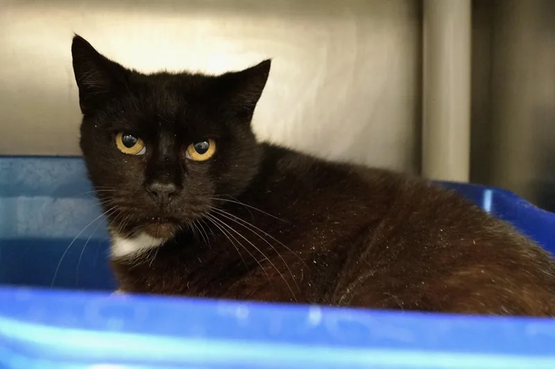 Penelope thumbnail 6