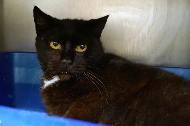 An adult medium-sized female Black Domestic Short Hair cat named Penelope for adoption in New Milford, CT