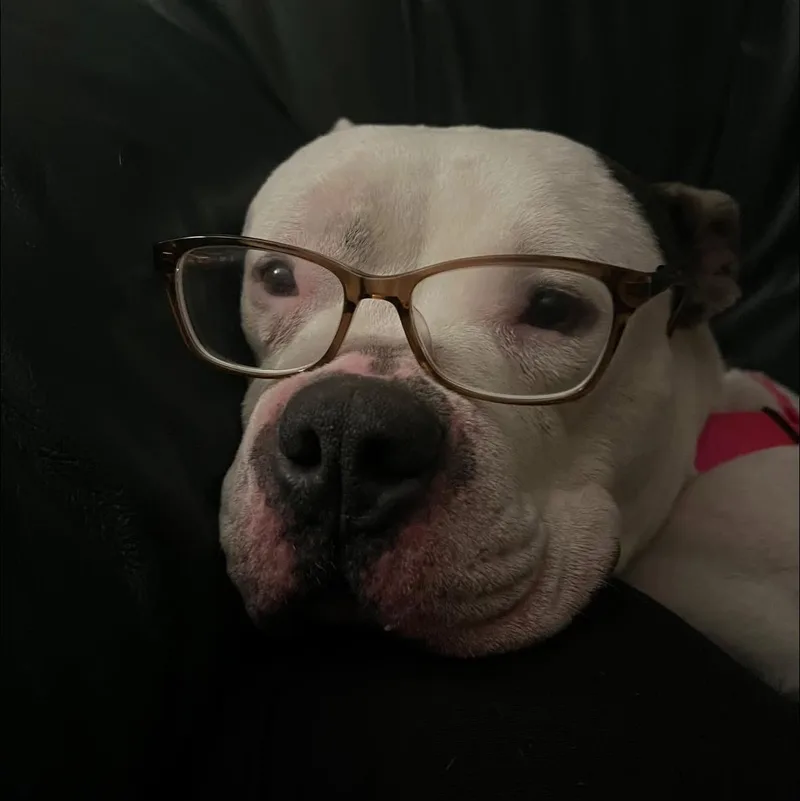 An adult medium-sized female White / Cream American Staffordshire Terrier dog named Tubby for adoption in Blacksburg, VA