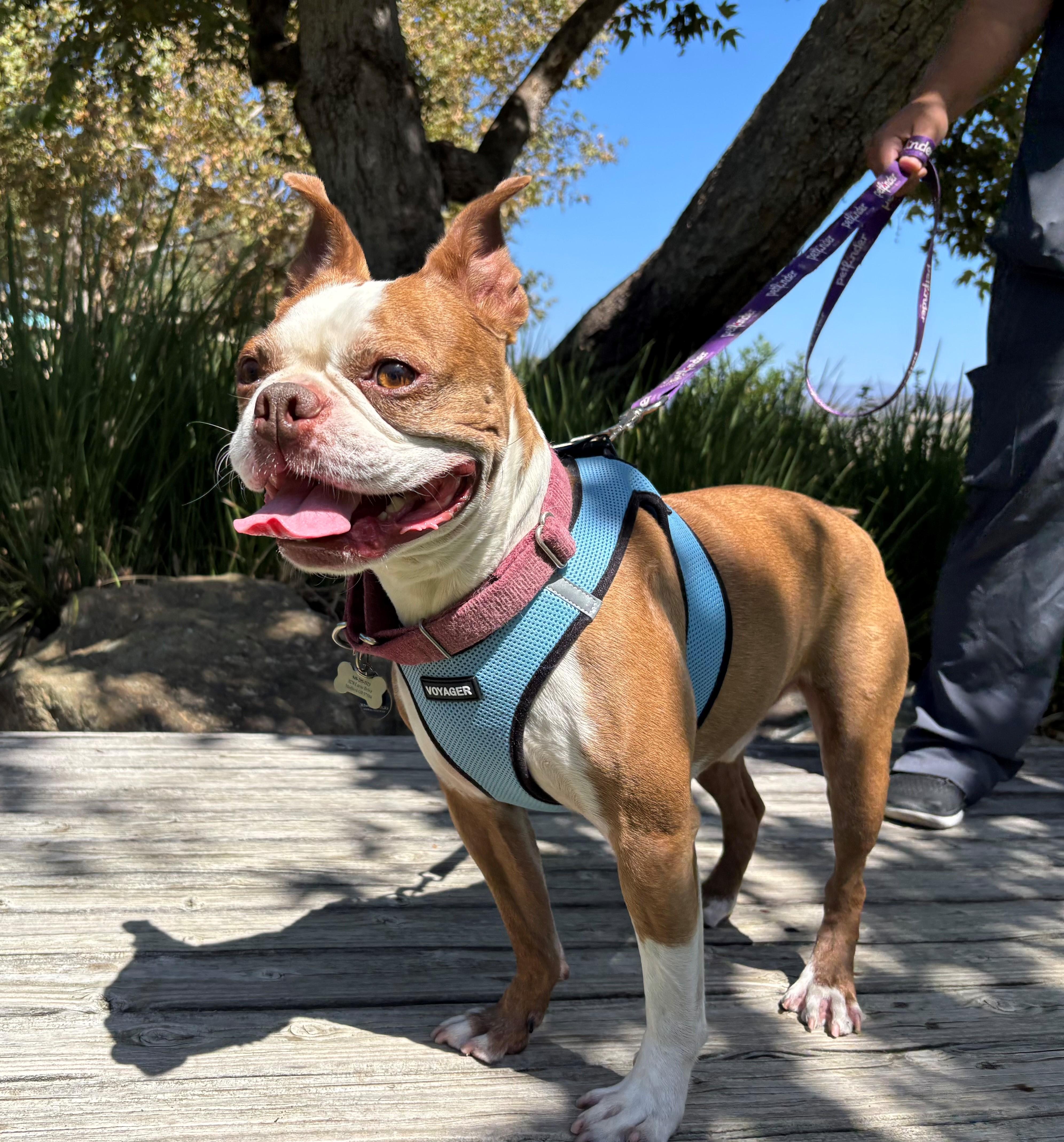 An adult medium-sized male Boston Terrier dog named Duke for adoption in Mission Viejo, CA