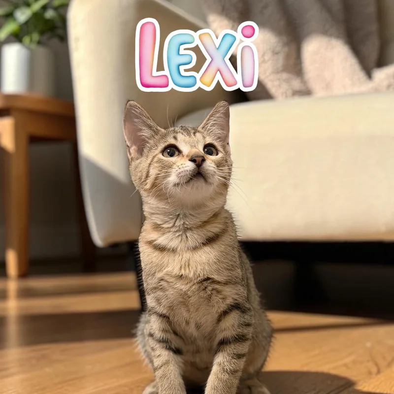 A baby medium-sized female Tabby (Buff / Tan / Fawn) Domestic Short Hair cat named Lexi for adoption in Boca Raton, FL