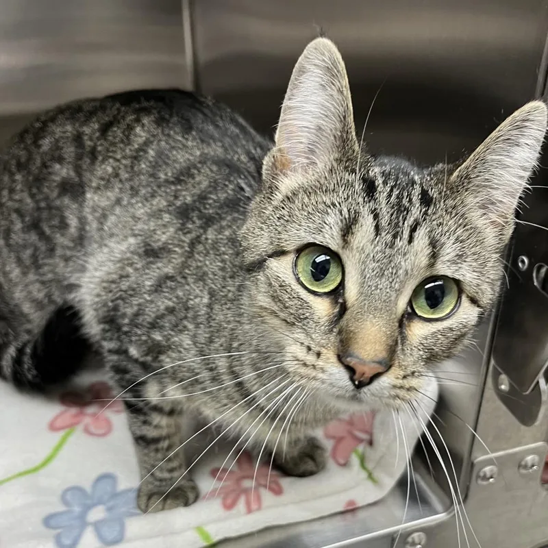 An adult small-sized female Brown / Chocolate Domestic Short Hair cat named Gemelli for adoption in Detroit Lakes, MN