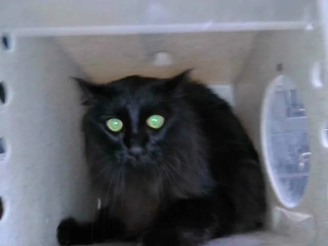An adult medium-sized female Domestic Long Hair cat named Lucy for adoption in Baldwin Park, CA