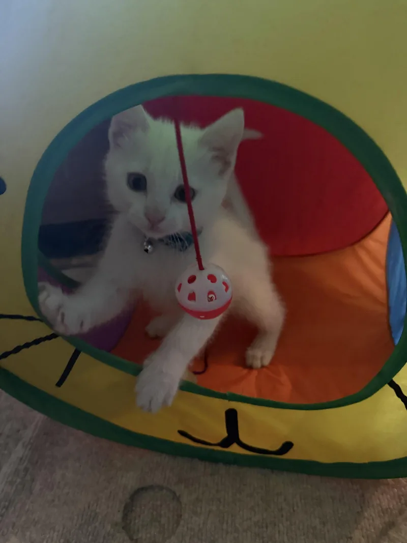 A baby medium-sized male White Domestic Short Hair cat named Abra for adoption in San Jose, CA