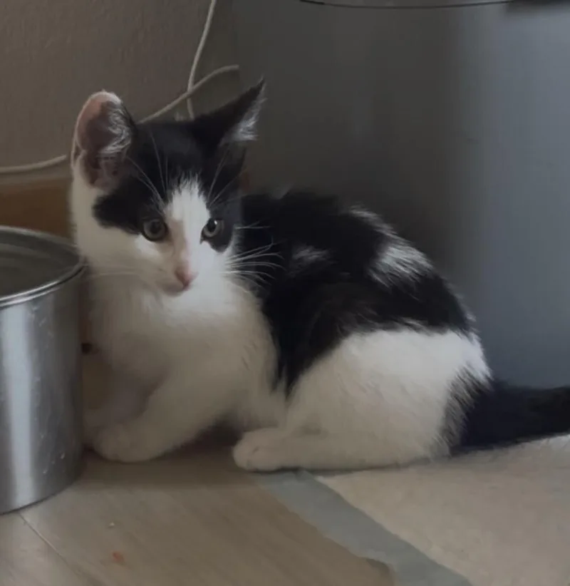A young small-sized male Black Domestic Medium Hair cat named Voodoo Ranger for adoption in Fort Collins, CO
