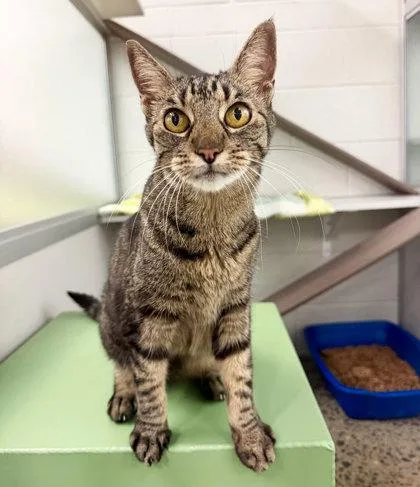 A senior small-sized female Domestic Short Hair cat named Ya Ya for adoption in Sacramento, CA