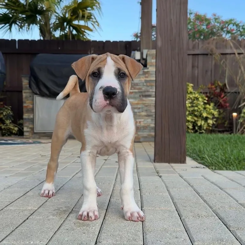 A baby medium-sized female Tricolor (Brown, Black, & White) Shar-Pei dog named Leia for adoption in Sunrise, FL