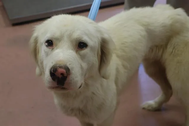 A young medium-sized male Mixed Breed dog named Flake for adoption in Columbia, SC