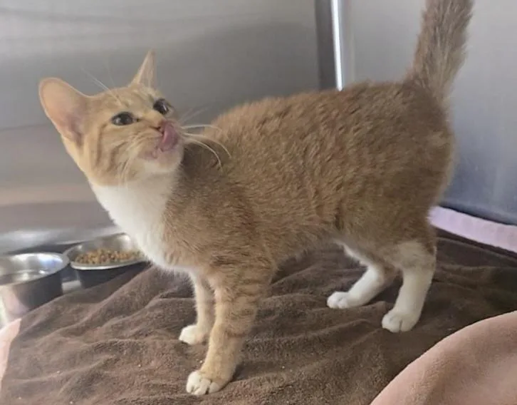 An adult medium-sized female Orange & White Domestic Short Hair cat named Jill for adoption in Dickson, TN