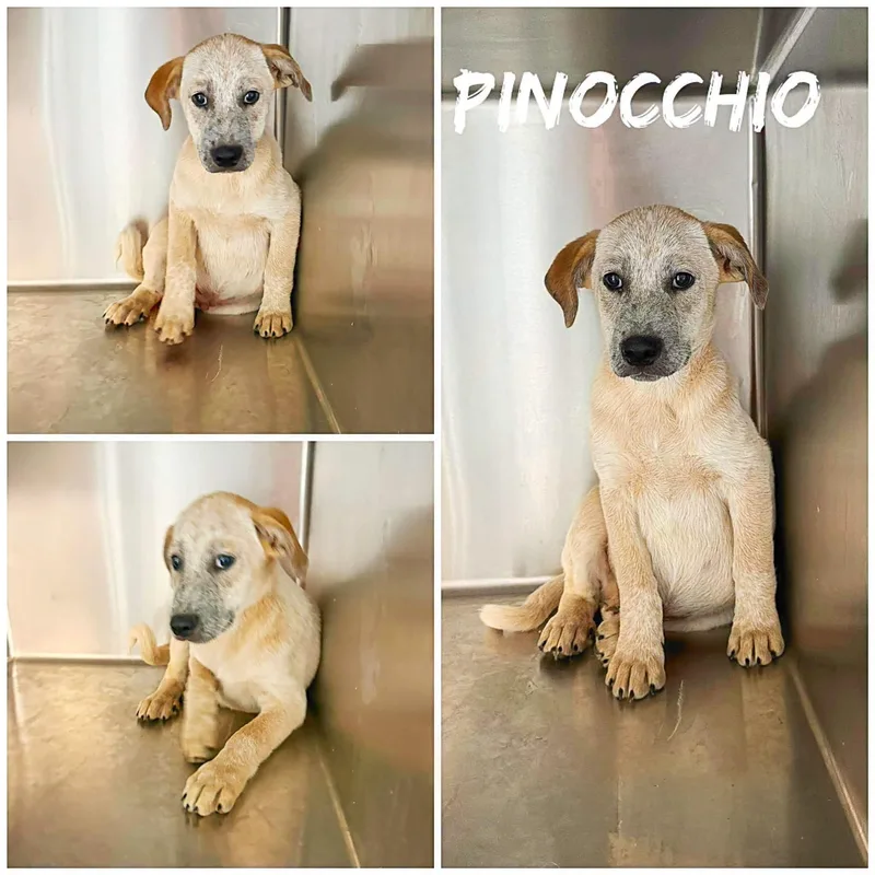 A young large-sized male White / Cream Great Pyrenees dog named Pinocchio for adoption in Saint James, MO