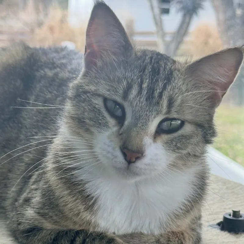 A young small-sized female Brown / Chocolate Domestic Short Hair cat named Chelsea for adoption in Ashland, VA