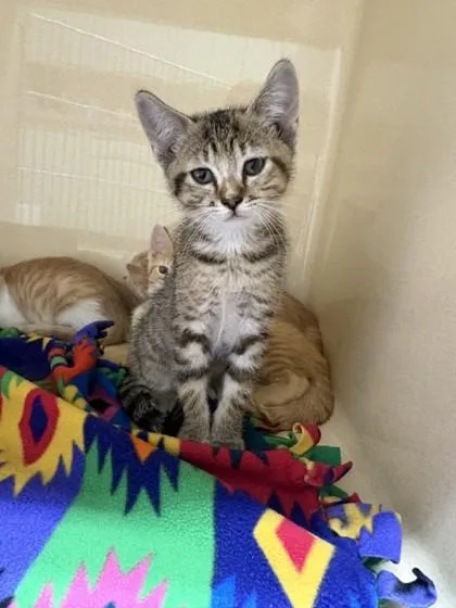 A baby medium-sized female Domestic Short Hair cat named Ophelia for adoption in Pequot Lakes, MN