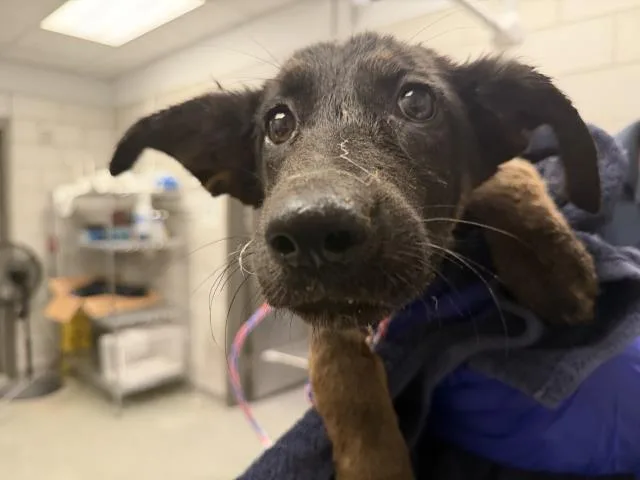 A baby extra large-sized female German Shepherd Dog dog named Honey for adoption in Dallas, TX
