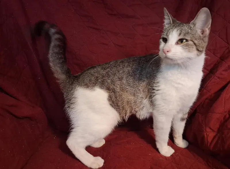 An adult medium-sized female Gray & White Domestic Short Hair cat named Georgia for adoption in Greensboro, NC