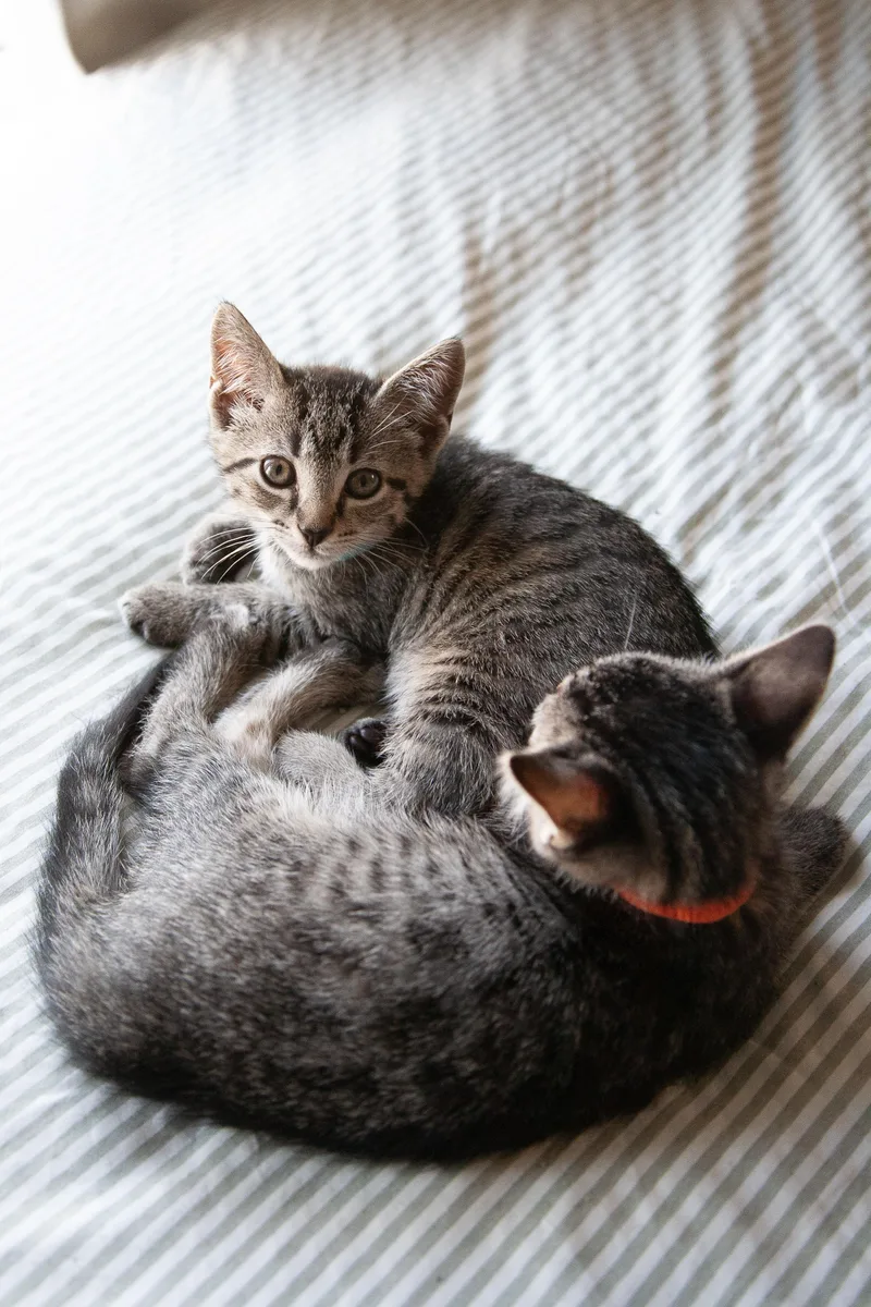 A young medium-sized male Tabby (Brown / Chocolate) Domestic Short Hair cat named Benito for adoption in Franklin, TN