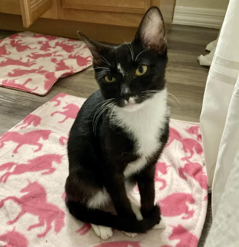 A baby small-sized male Domestic Short Hair cat named Bug Moongleam for adoption in Chandler, AZ