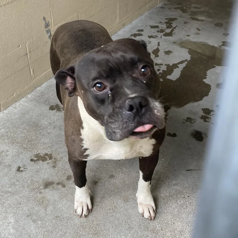 A young large-sized female Brown / Chocolate Pit Bull Terrier dog named Jodee for adoption in Galveston, TX