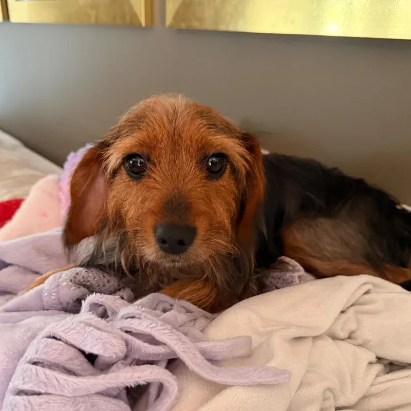 An adult small-sized female Yorkshire Terrier dog named Maple for adoption in Raleigh, NC