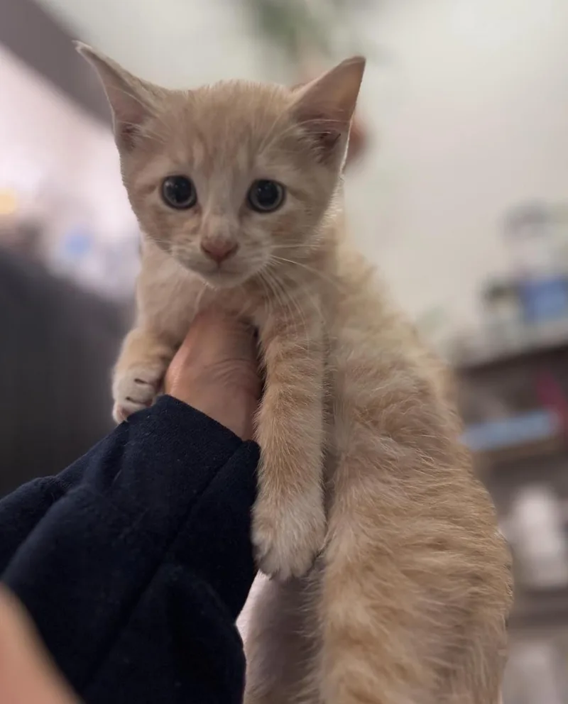 A baby medium-sized male Buff / Tan / Fawn Domestic Short Hair cat named Bambi for adoption in New York, NY