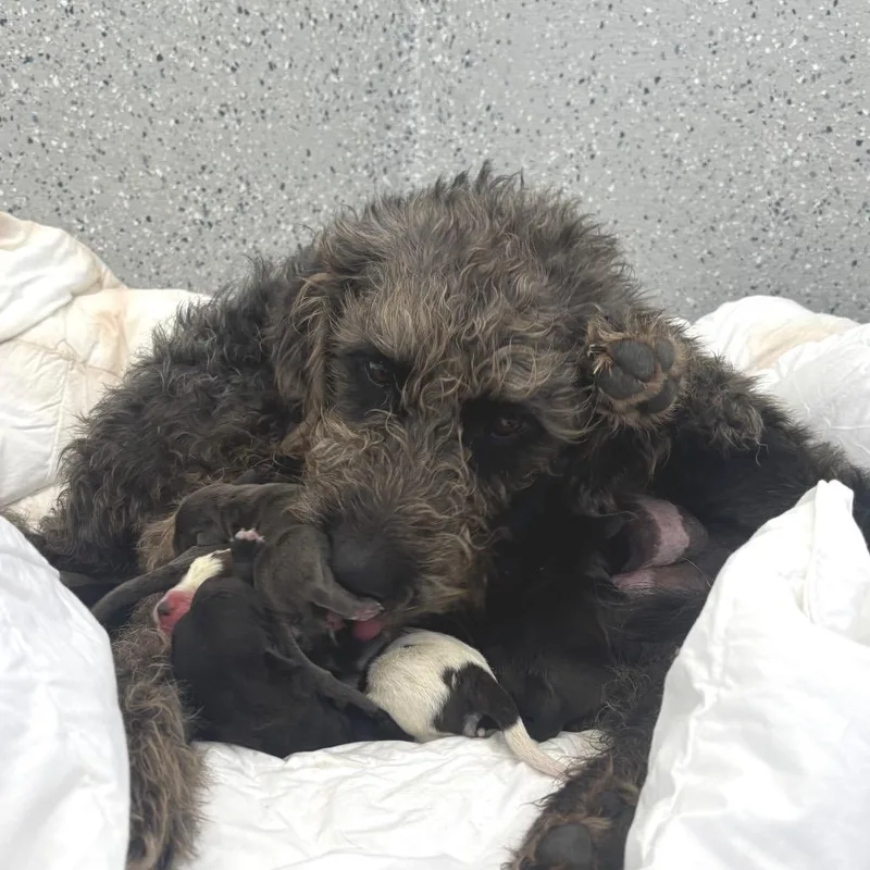 Lillianne thumbnail 2