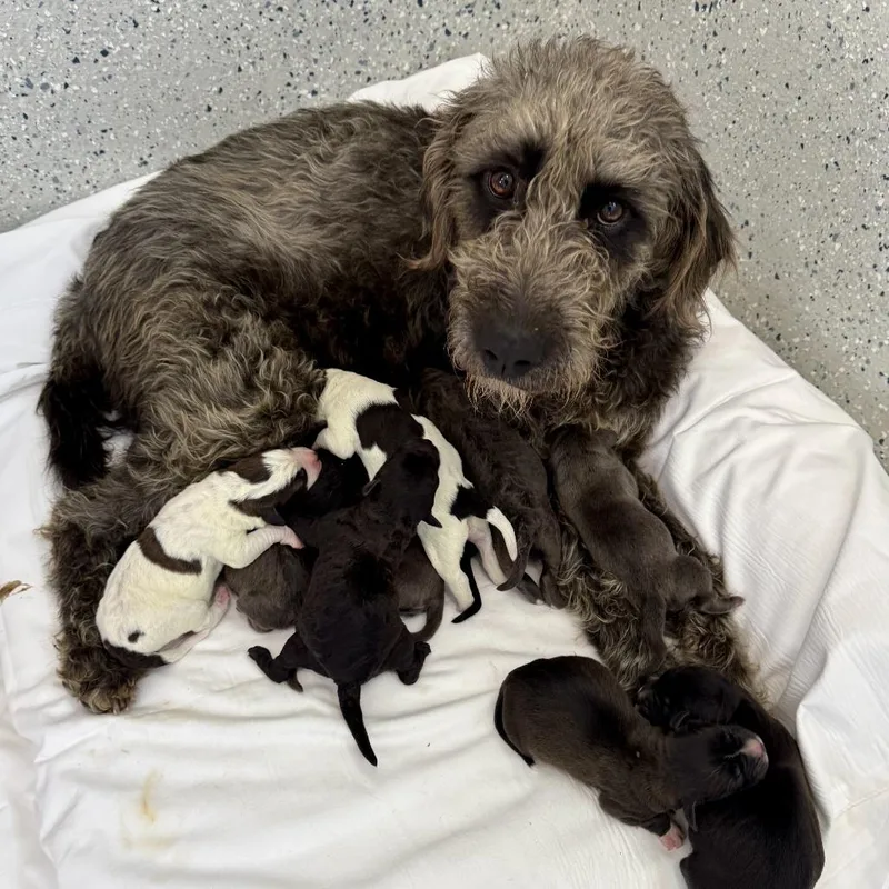 Lillianne thumbnail 3