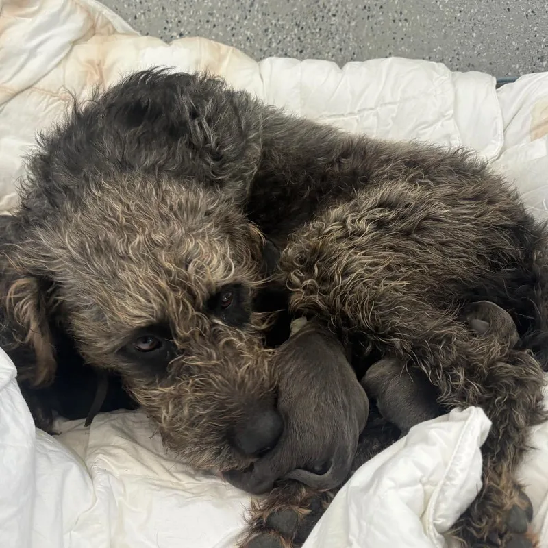 Lillianne thumbnail 4