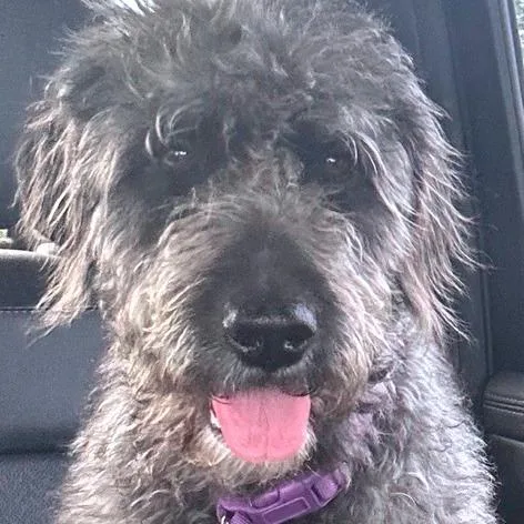 Lillianne thumbnail 5