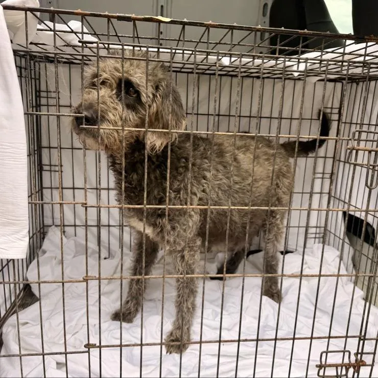 Lillianne thumbnail 6