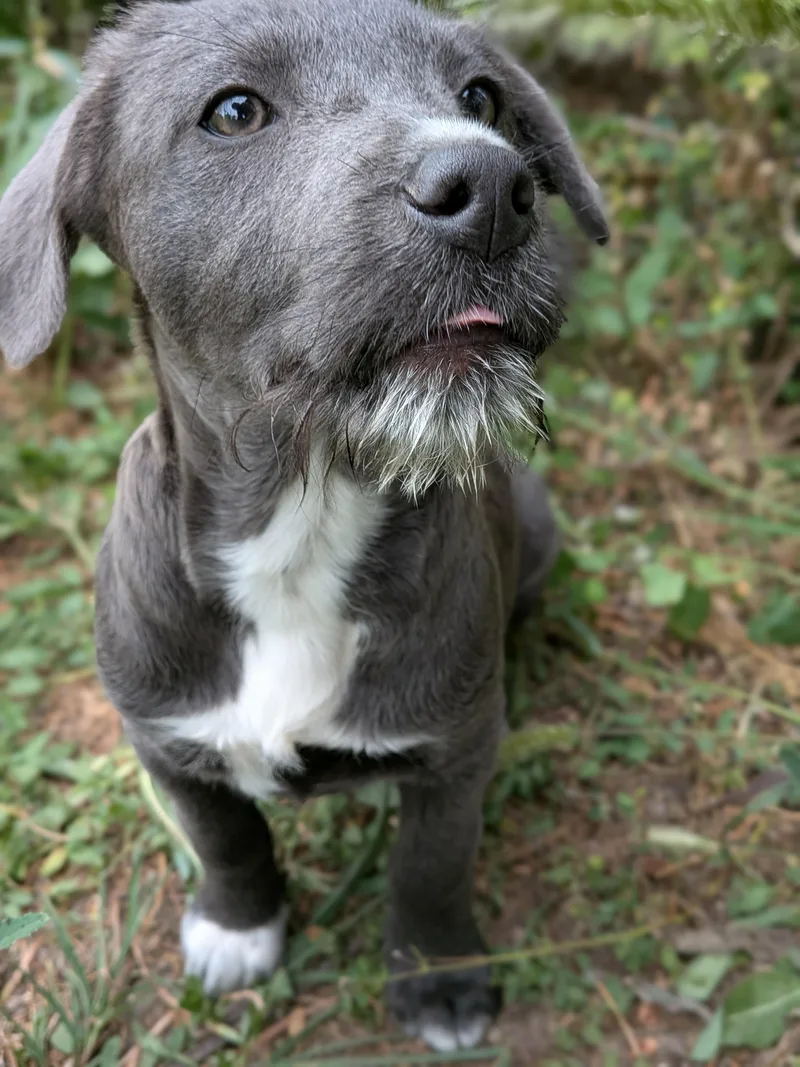 A baby large-sized female Black Mixed Breed dog named Helen for adoption in Kenosha, WI