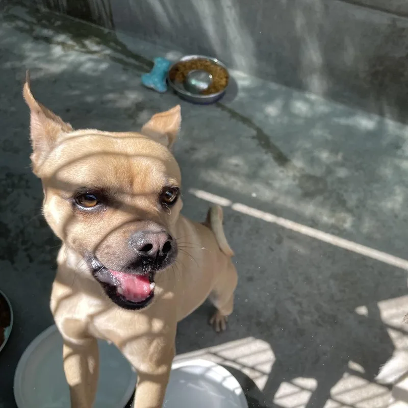 An adult small-sized male Brown / Chocolate Chihuahua dog named Spruce for adoption in Pasadena, CA