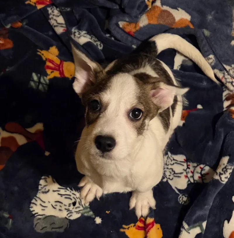 A baby small-sized male Chihuahua dog named Benny for adoption in Fosters, AL